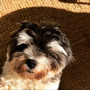 Meet your Posher, Susan